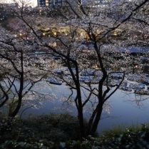 Sakura blossom at Kinatomaru kôen