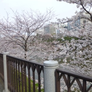 Sakura blossoms at Sotobori-dôri